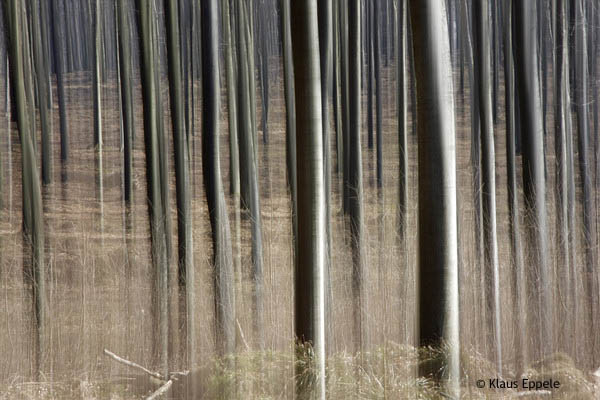 Buchenwald 11 von Klaus Eppele