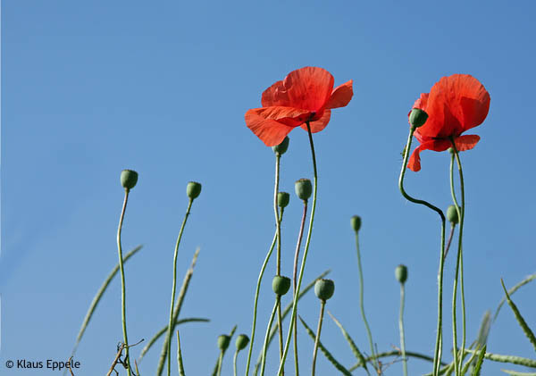 Mohnblumen 1 von Klaus Eppele