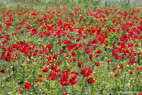 Mohnblumen7 von Klaus Eppele