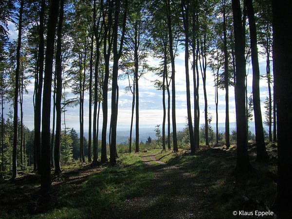 Natur 11 von Klaus Eppele