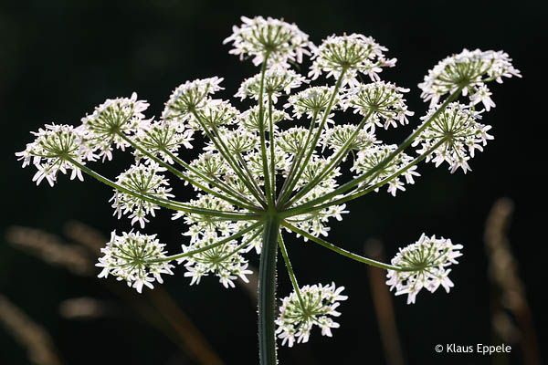 Natur 6 von Klaus Eppele