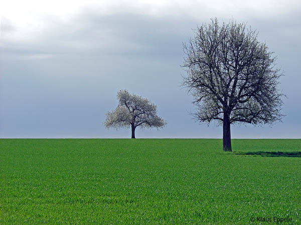 Natur 9 von Klaus Eppele