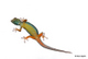 Gecko von Klaus Eppele