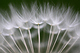 Pusteblume von Klaus Eppele